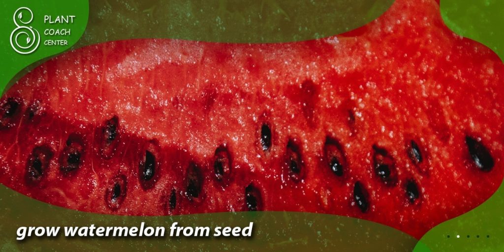grow watermelon from seed uk