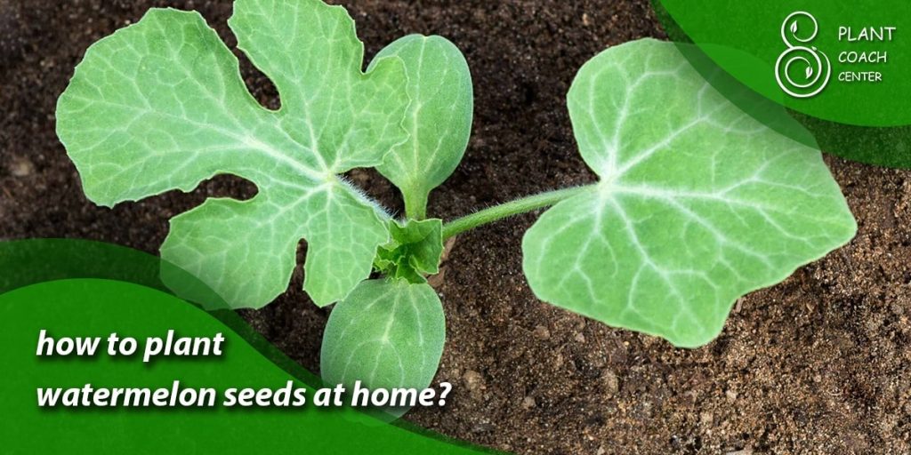 how to plant watermelon seeds at home