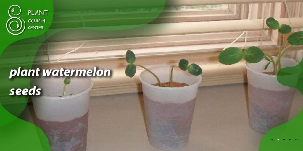 plant watermelon seeds