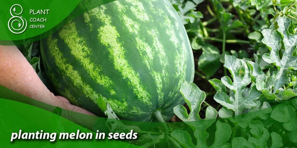 planting melon in seeds