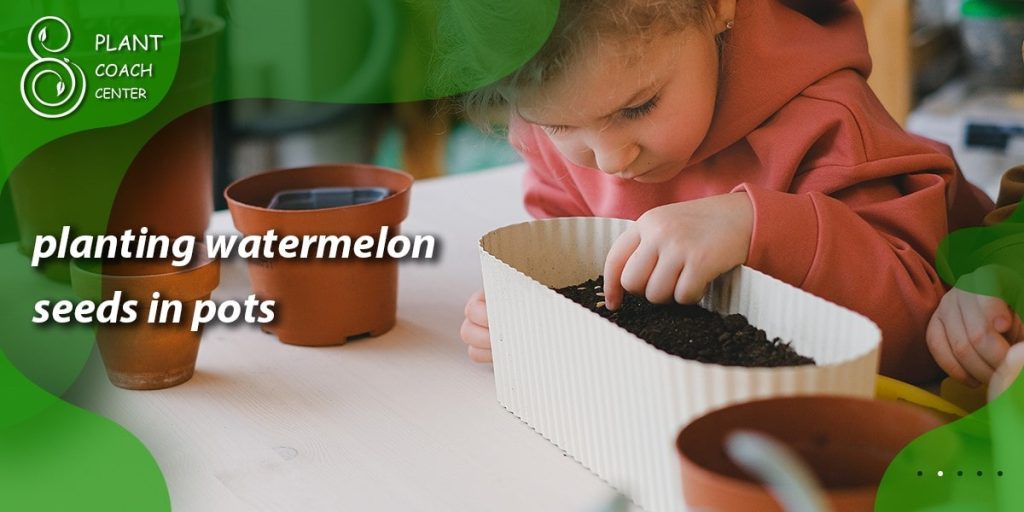 planting watermelon seeds in pots