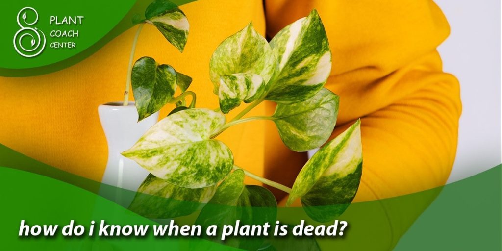 how do i know when a plant is dead