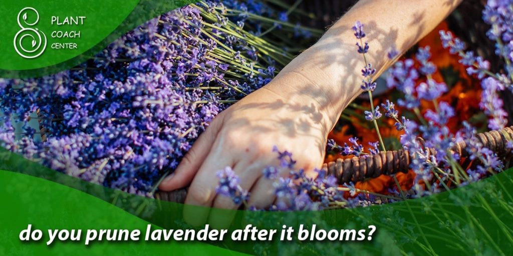 do you prune lavender after it blooms