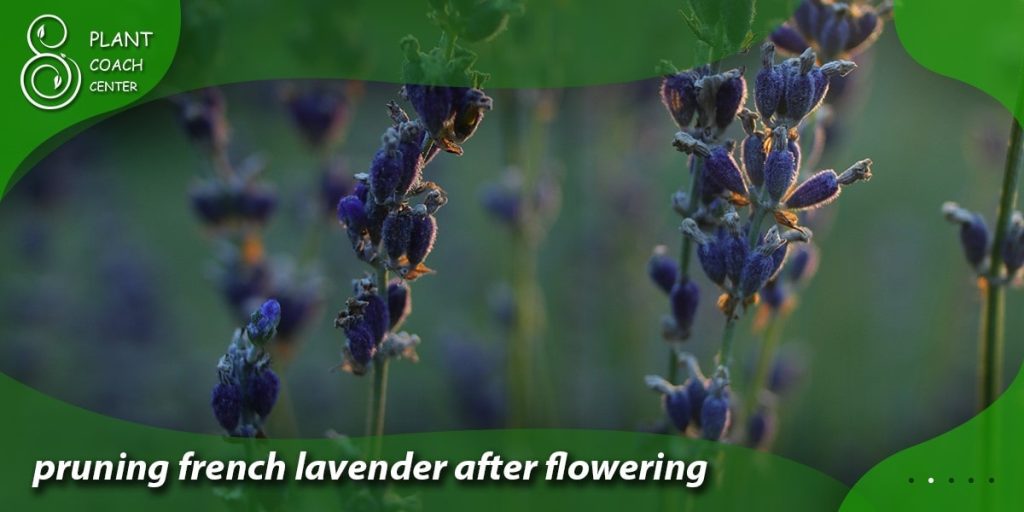 pruning french lavender after flowering
