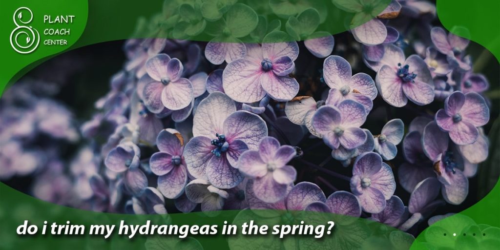 do i trim my hydrangeas in the spring