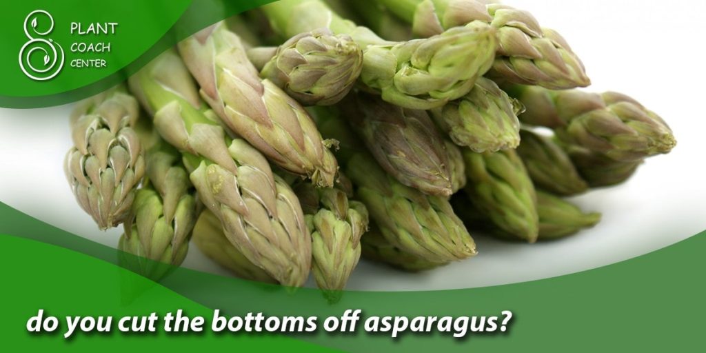 do you cut the bottoms off asparagus