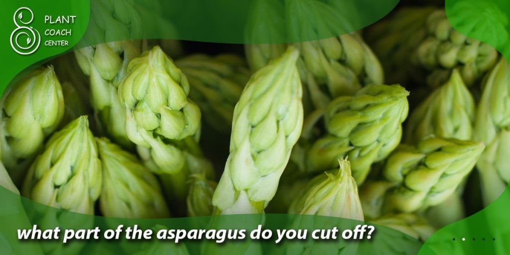 what part of the asparagus do you cut off