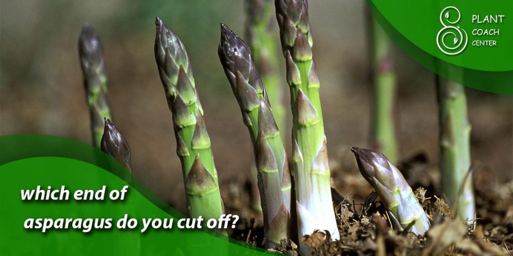 which end of asparagus do you cut off
