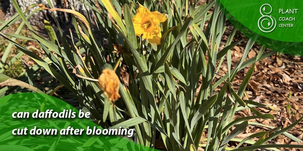 can daffodils be cut down after blooming