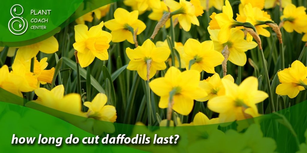 how long do cut daffodils last