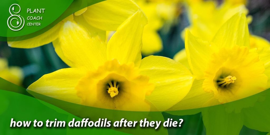 how to trim daffodils after they die