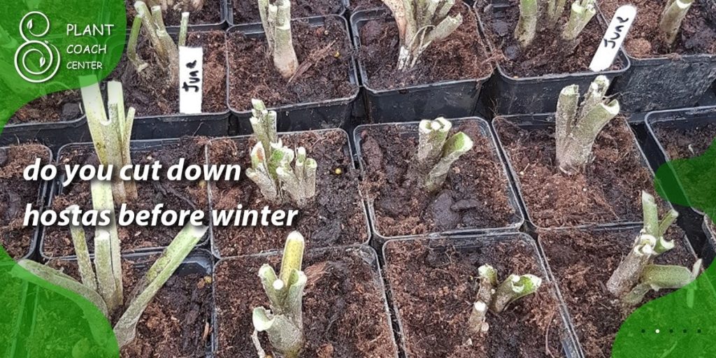 do you cut down hostas before winter