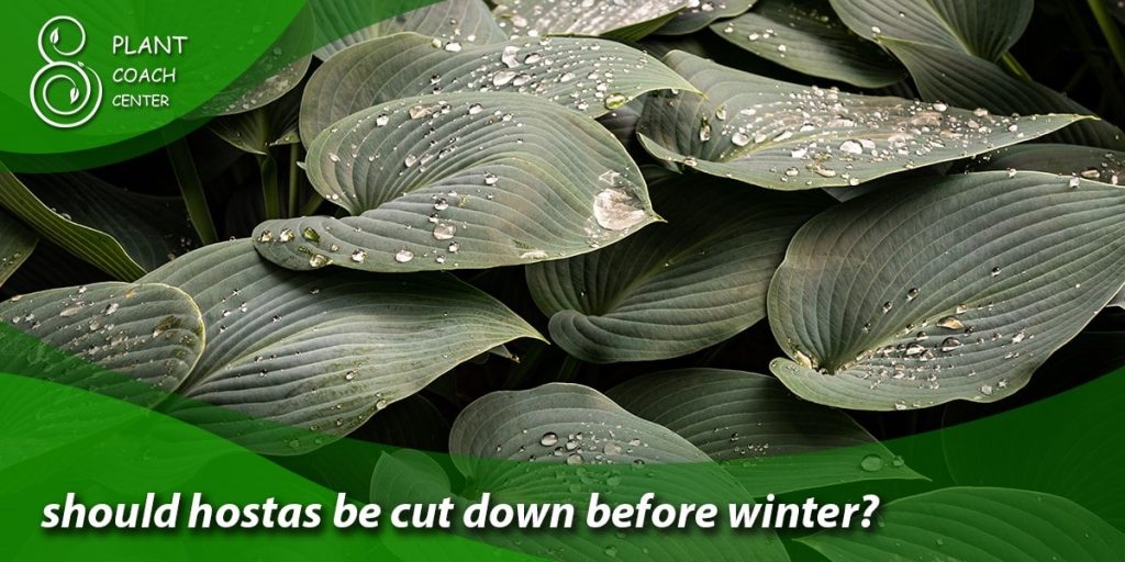 should hostas be cut down before winter