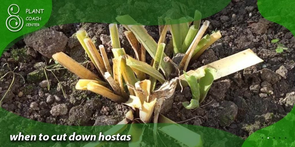 when to cut down hostas