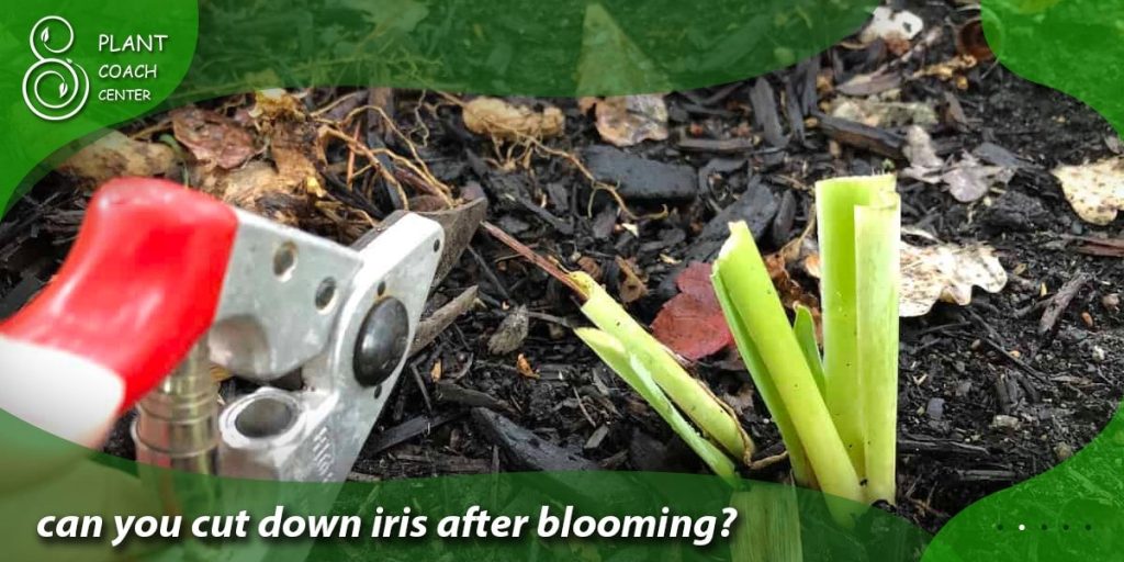 can you cut down iris after blooming