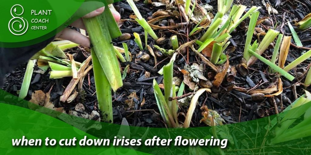 when to cut down irises after flowering