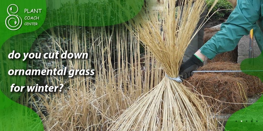 do you cut down ornamental grass for winter