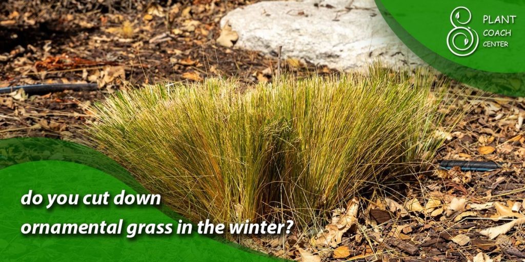 do you cut down ornamental grass in the winter