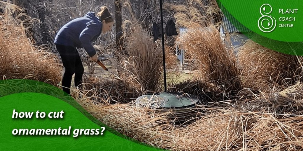 how to cut ornamental grass