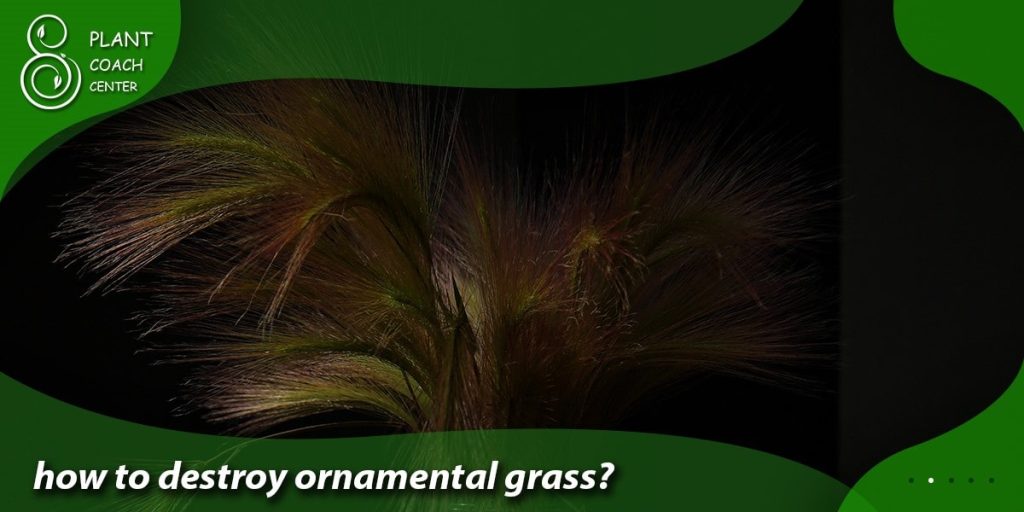 how to destroy ornamental grass