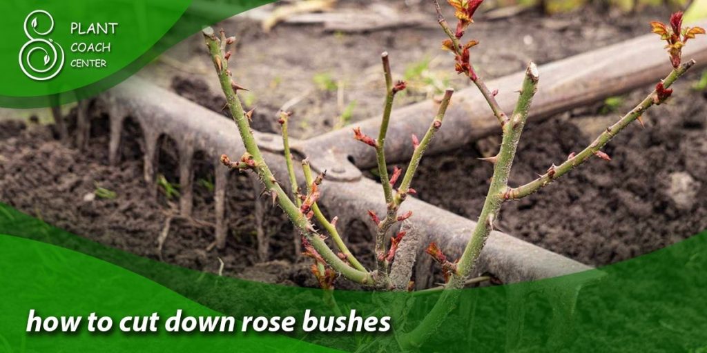how to cut down rose bushes