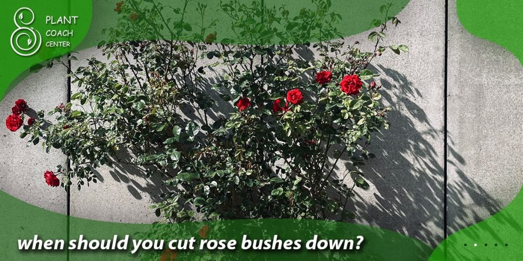 when should you cut rose bushes down
