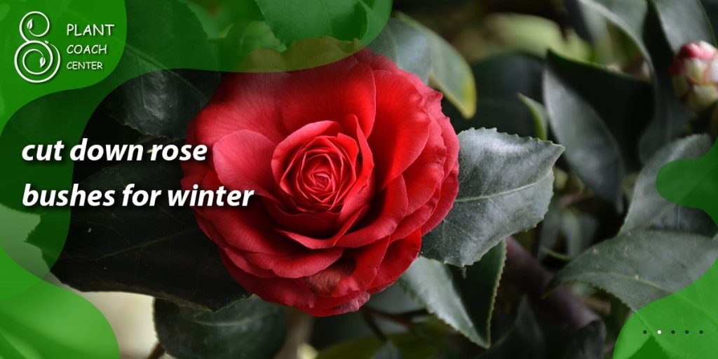 cut down rose bushes for winter