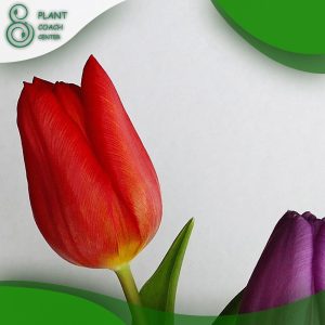 When to Cut Down Tulips?