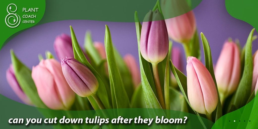 can you cut down tulips after they bloom