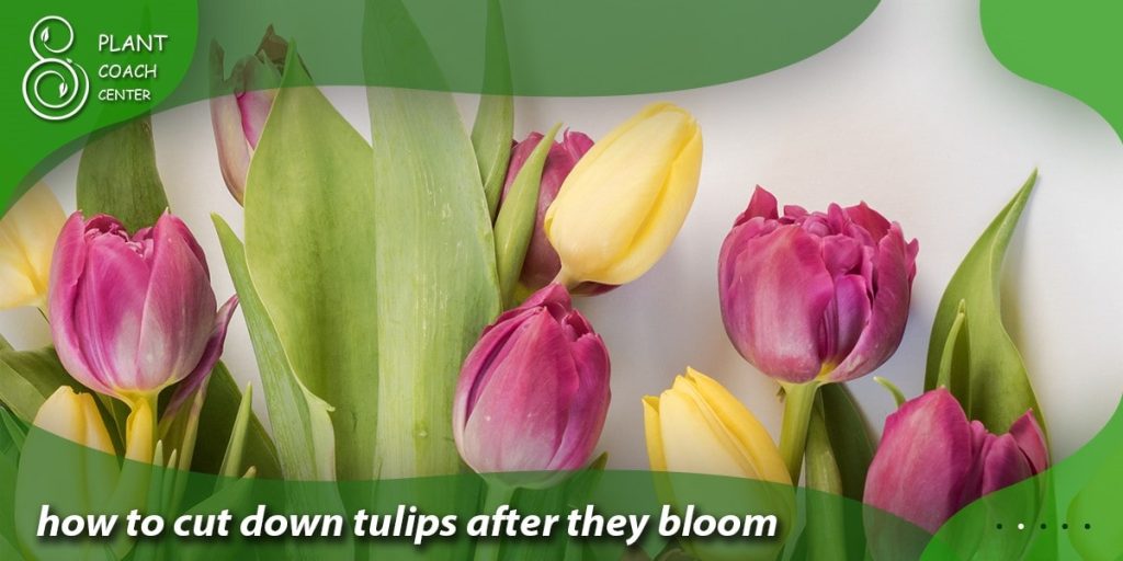 how to cut down tulips after they bloom