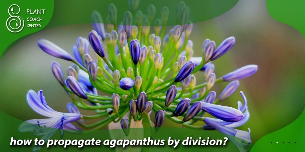 how to propagate agapanthus by division