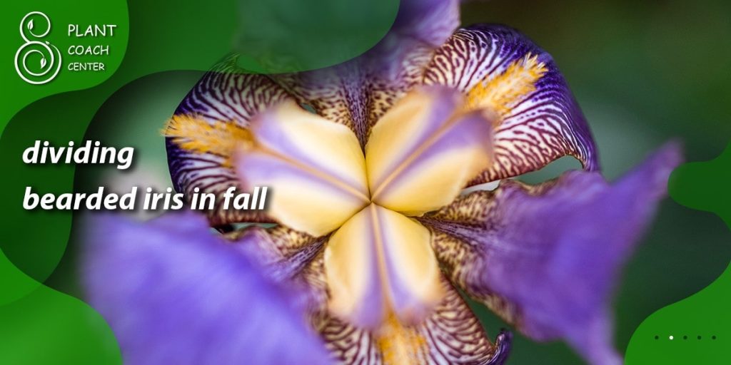 dividing bearded iris in fall