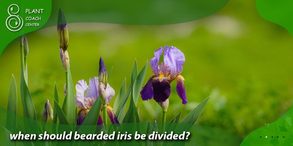 when should bearded iris be divided