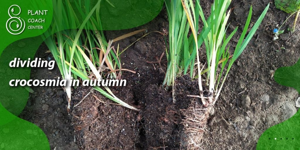 dividing crocosmia in autumn