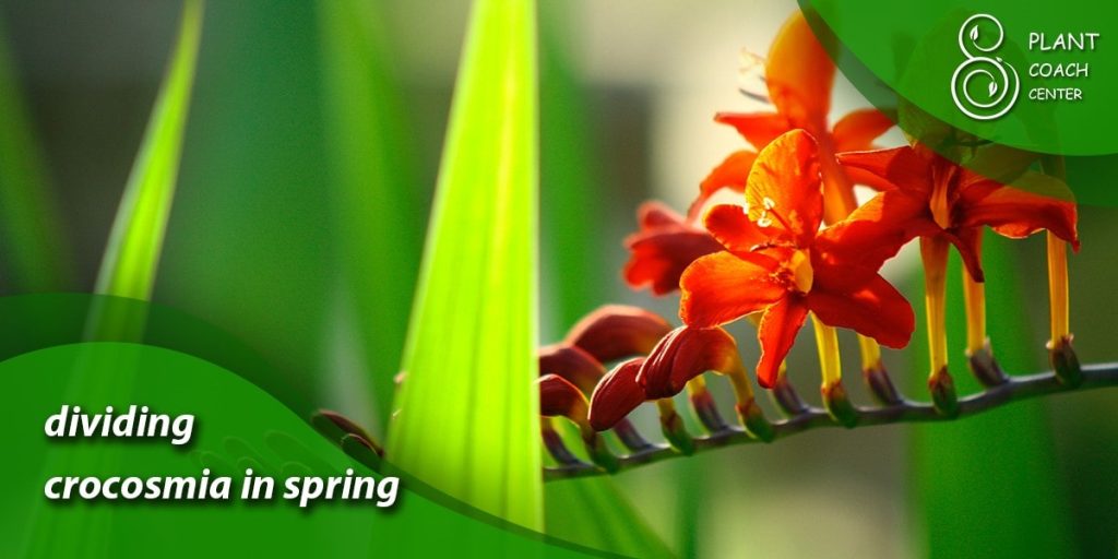 dividing crocosmia in spring