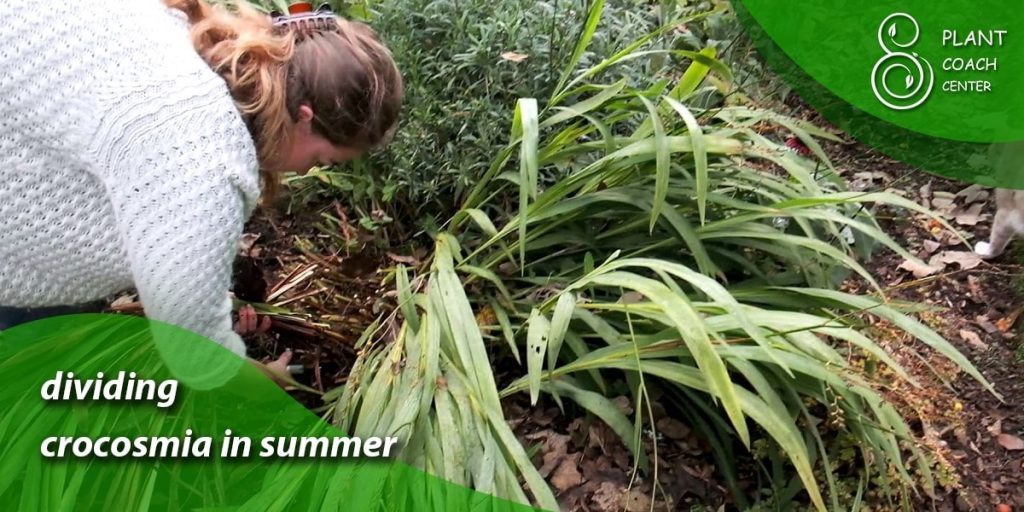 dividing crocosmia in summer