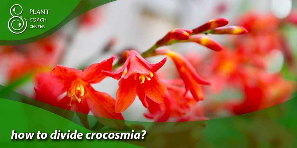 how to divide crocosmia