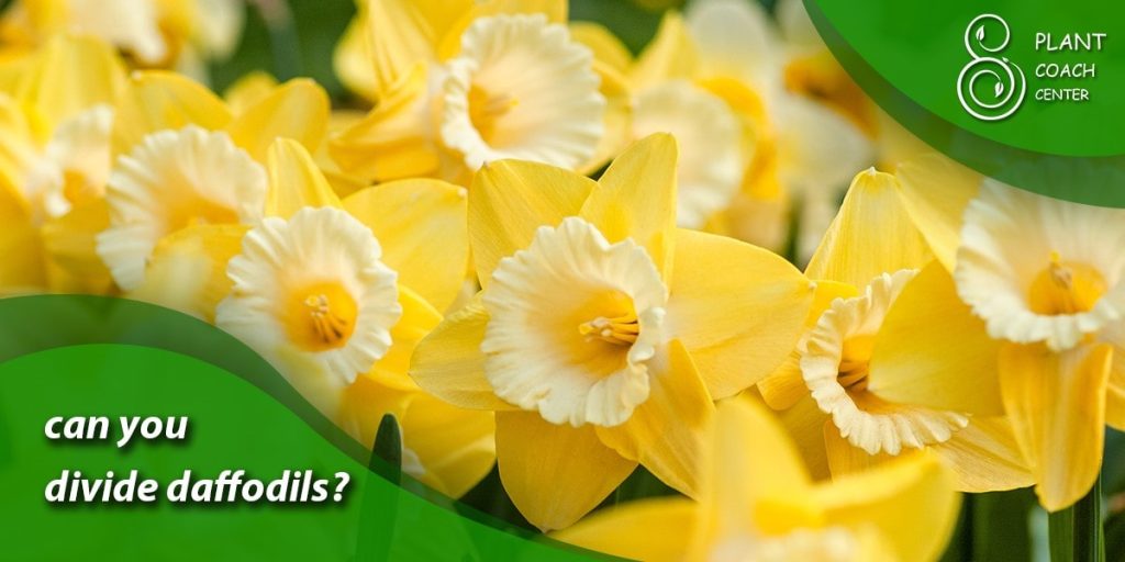 can you divide daffodils­