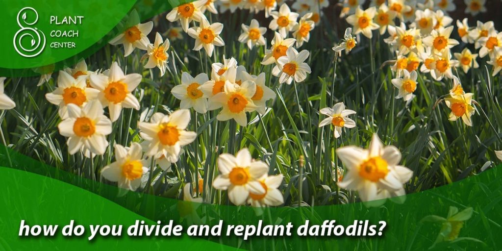 how do you divide and replant daffodils