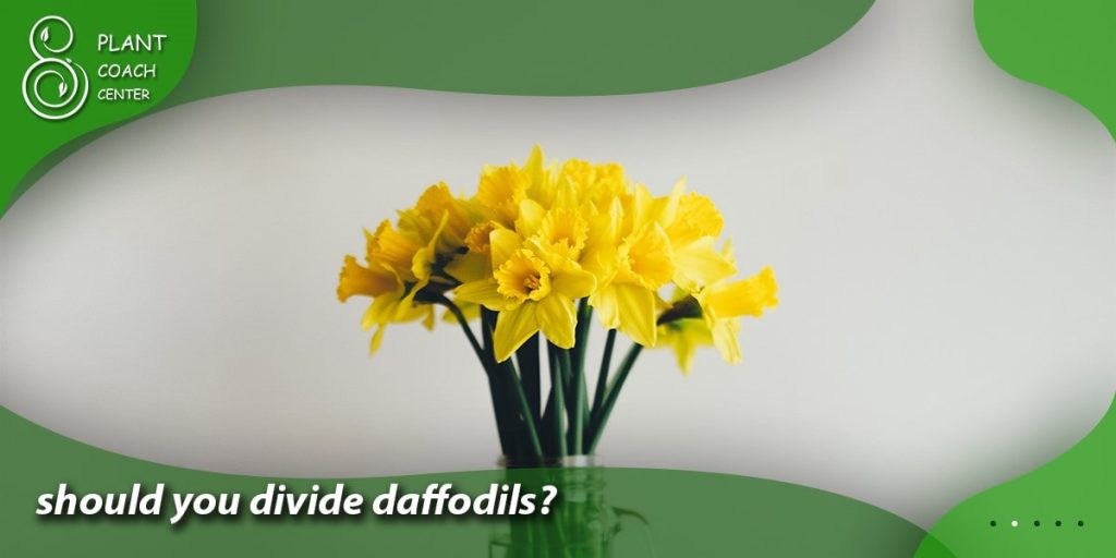 should you divide daffodils