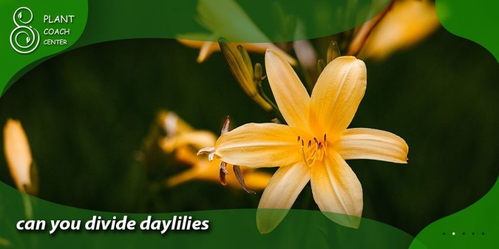 can you divide daylilies
