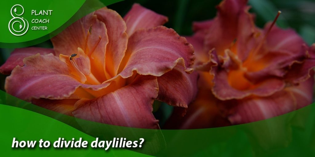 how to divide daylilies