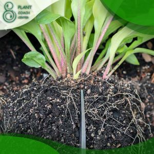 When to Divide Hostas Into Pots?