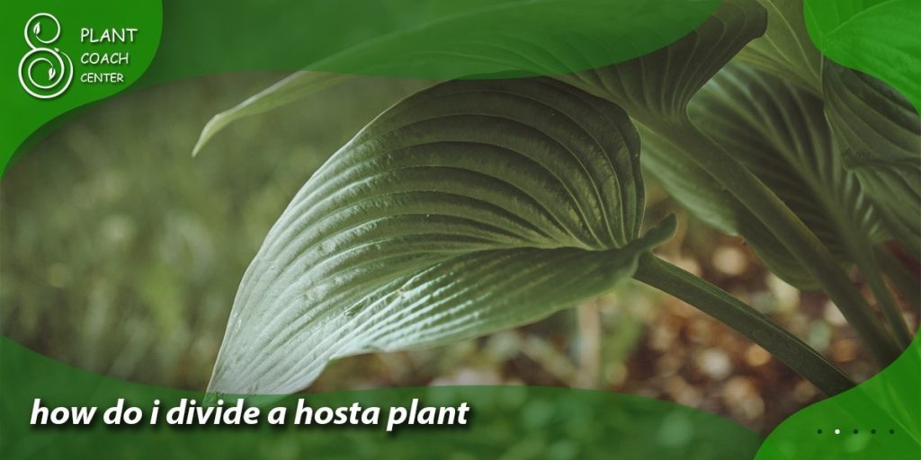 how do i divide a hosta plant