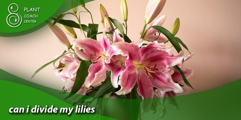 can i divide my lilies