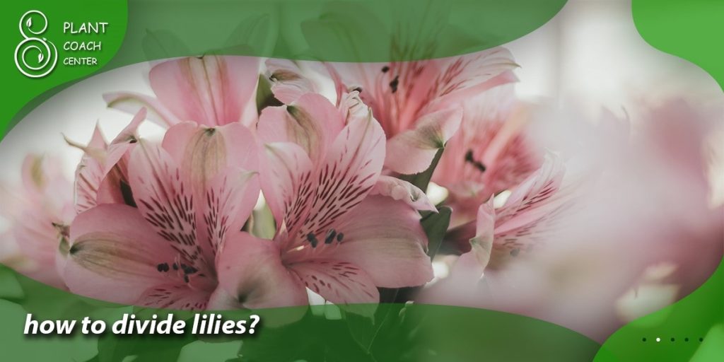 how to divide lilies