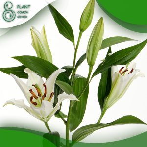 When to Divide Lilies?