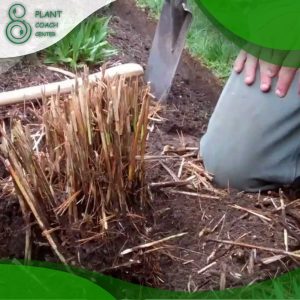 When to Divide Ornamental Grasses?