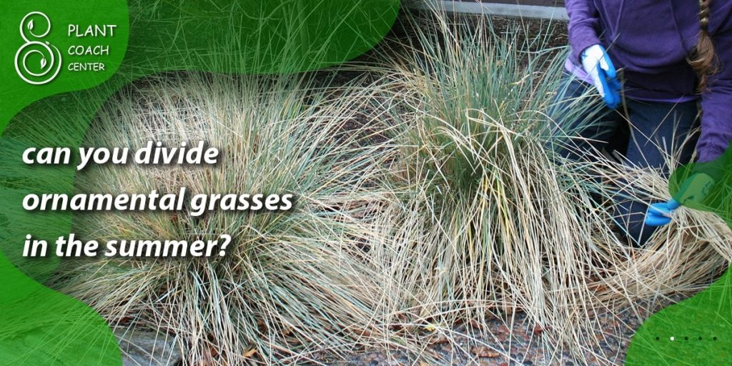 can you divide ornamental grasses in the summer