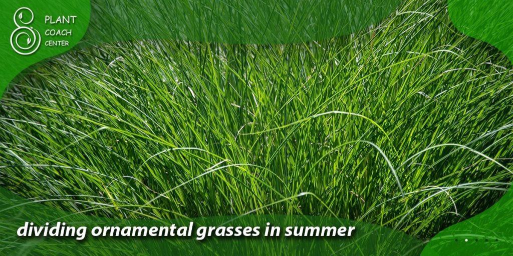 dividing ornamental grasses in summer